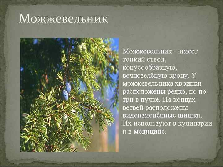 Можжевельник – имеет тонкий ствол, конусообразную, вечнозелёную крону. У можжевельника хвоинки расположены редко, но