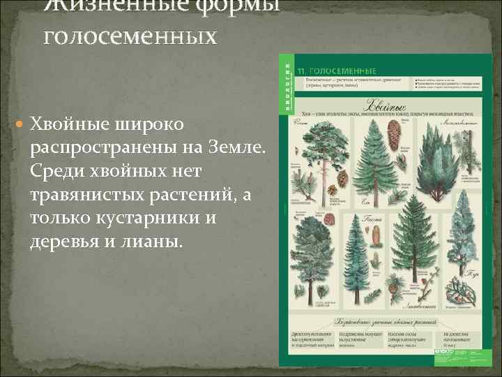 Жизненные формы голосеменных Хвойные широко распространены на Земле. Среди хвойных нет травянистых растений, а