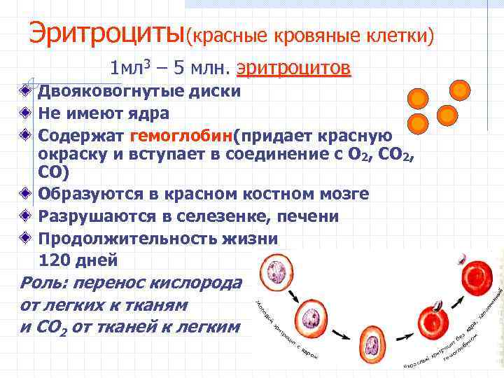 Эритроциты(красные кровяные клетки) 1 мл 3 – 5 млн. эритроцитов Двояковогнутые диски Не имеют