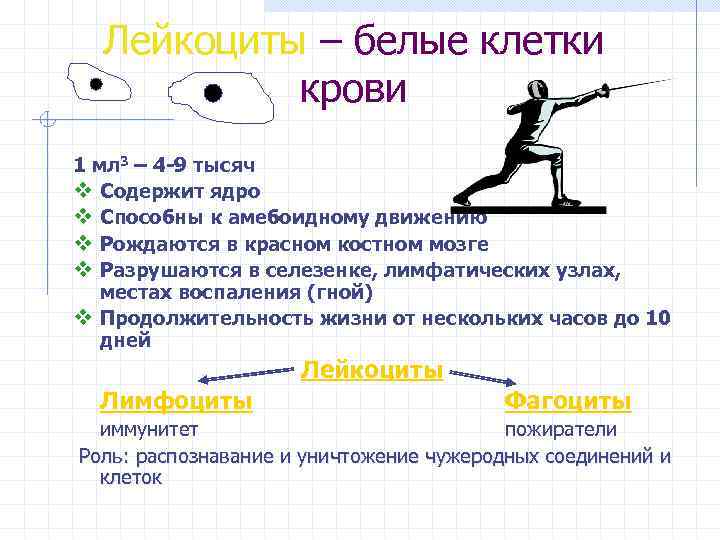 Лейкоциты – белые клетки крови 1 мл 3 – 4 -9 тысяч v Содержит