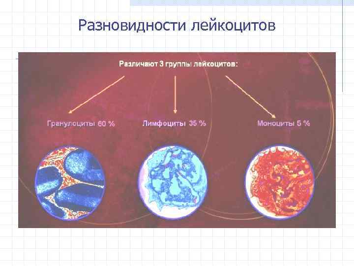 Разновидности лейкоцитов 