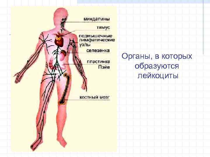 Органы, в которых образуются лейкоциты 