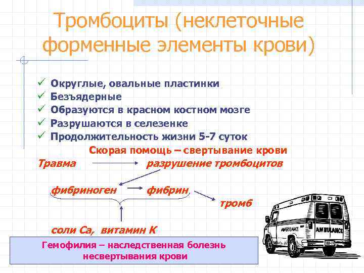 Тромбоциты (неклеточные форменные элементы крови) ü ü ü Округлые, овальные пластинки Безъядерные Образуются в