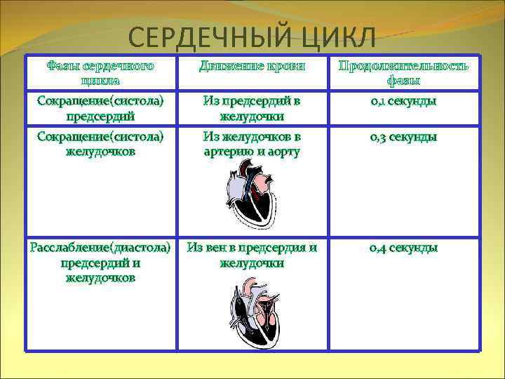 СЕРДЕЧНЫЙ ЦИКЛ Фазы сердечного цикла Движение крови Продолжительность фазы Сокращение(систола) предсердий Из предсердий в