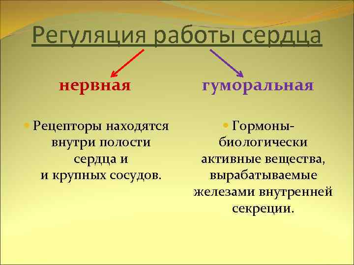 Регуляция работы сердца нервная Рецепторы находятся внутри полости сердца и и крупных сосудов. гуморальная