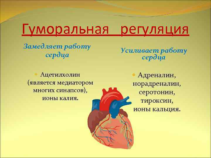 Гуморальная регуляция Замедляет работу сердца Ацетилхолин (является медиатором многих синапсов), ионы калия. Усиливает работу
