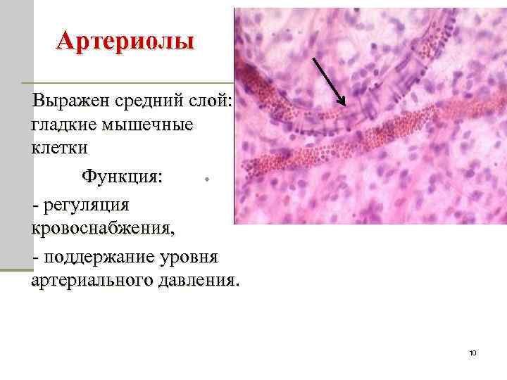 Артериолы Выражен средний слой: гладкие мышечные клетки Функция: - регуляция кровоснабжения, - поддержание уровня