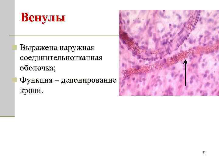 Венулы n Выражена наружная соединительнотканная оболочка; n Функция – депонирование крови. 11 