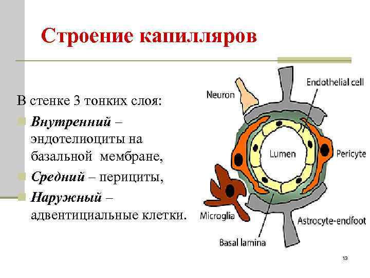 Строение капилляров В стенке 3 тонких слоя: n Внутренний – эндотелиоциты на базальной мембране,