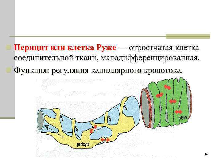 n Перицит или клетка Руже — отростчатая клетка соединительной ткани, малодифференцированная. n Функция: регуляция