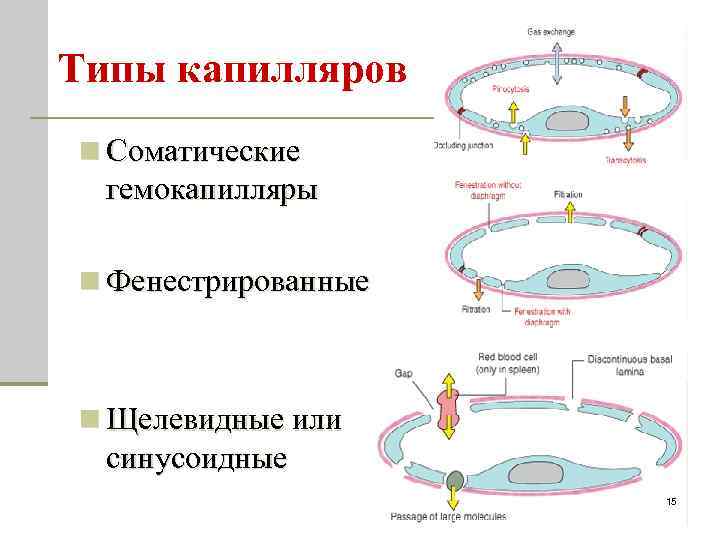 Типы капилляров n Соматические гемокапилляры n Фенестрированные n Щелевидные или синусоидные 15 