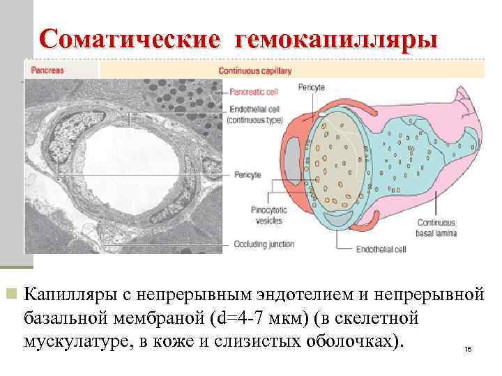 Соматические гемокапилляры n Капилляры с непрерывным эндотелием и непрерывной базальной мембраной (d=4 -7 мкм)