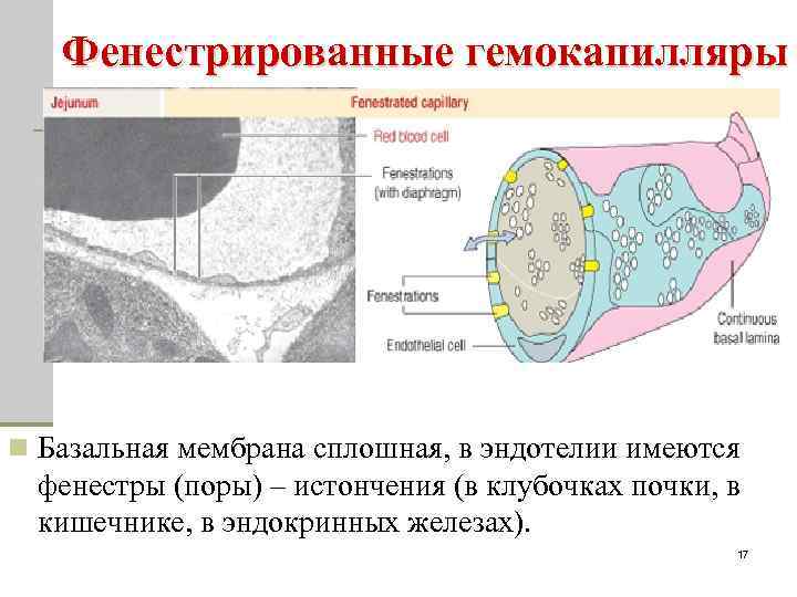 Фенестрированные гемокапилляры n Базальная мембрана сплошная, в эндотелии имеются фенестры (поры) – истончения (в