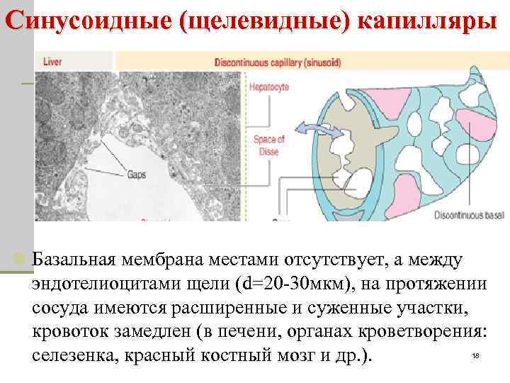 Синусоидные (щелевидные) капилляры n Базальная мембрана местами отсутствует, а между эндотелиоцитами щели (d=20 -30