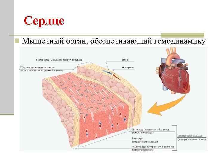 Сердце n Мышечный орган, обеспечивающий гемодинамику 19 