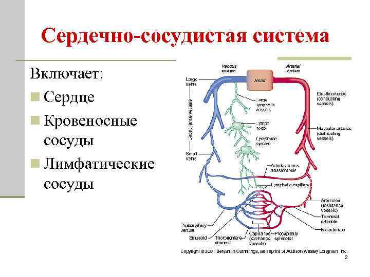 Сердечно-сосудистая система Включает: n Сердце n Кровеносные сосуды n Лимфатические сосуды 2 