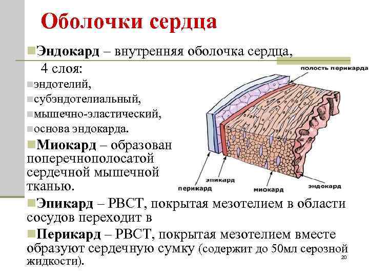 Оболочки сердца n. Эндокард – внутренняя оболочка сердца, 4 слоя: nэндотелий, nсубэндотелиальный, nмышечно-эластический, nоснова