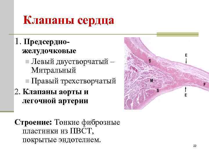 Клапаны сердца 1. Предсердно- желудочковые n Левый двустворчатый – Митральный n Правый трехстворчатый 2.