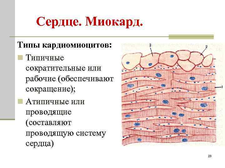 Сердце. Миокард. Типы кардиомиоцитов: n Типичные сократительные или рабочие (обеспечивают сокращение); n Атипичные или