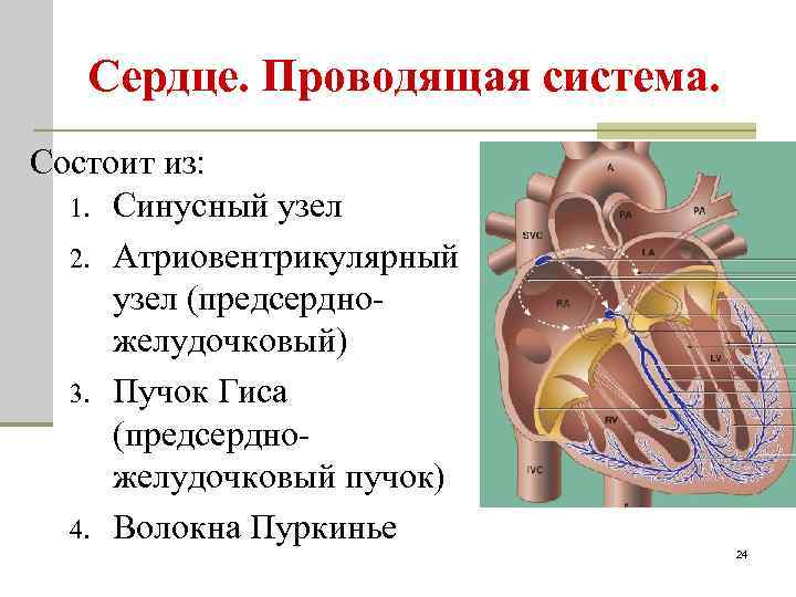 Сердце. Проводящая система. Состоит из: 1. Синусный узел 2. Атриовентрикулярный узел (предсердножелудочковый) 3. Пучок