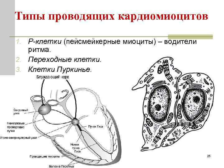 Типы проводящих кардиомиоцитов 1. P-клетки (пейсмейкерные миоциты) – водители ритма. 2. Переходные клетки. 3.