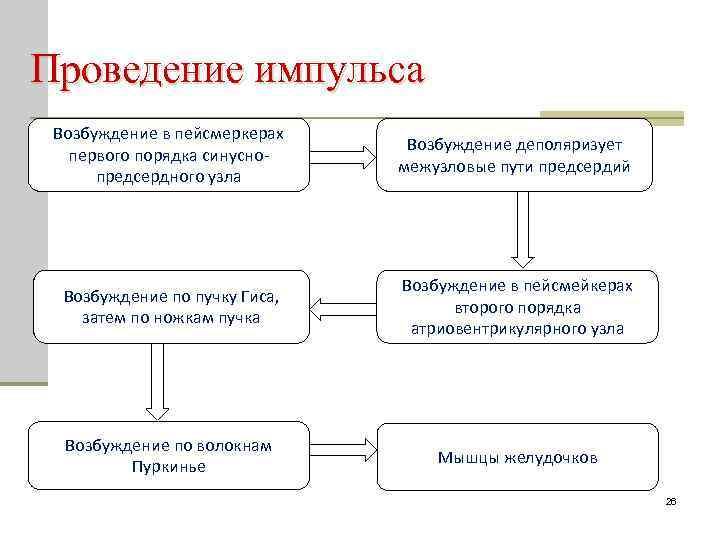 Проведение импульса Возбуждение в пейсмеркерах первого порядка синуснопредсердного узла Возбуждение деполяризует межузловые пути предсердий