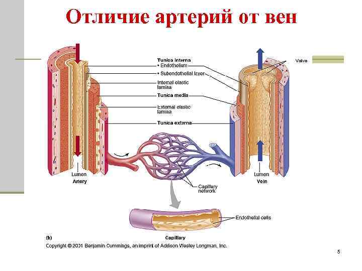 Отличие артерий от вен 5 