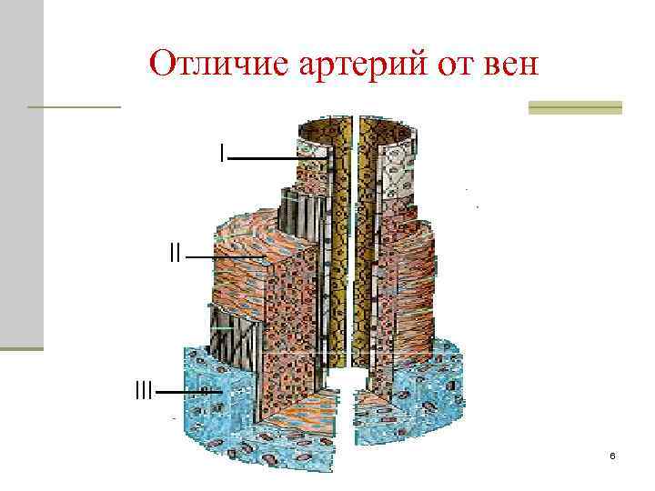 Отличие артерий от вен 6 