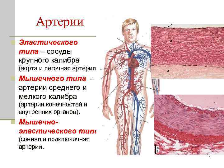 Артерии n Эластического типа – сосуды крупного калибра (аорта и легочная артерия) n Мышечного