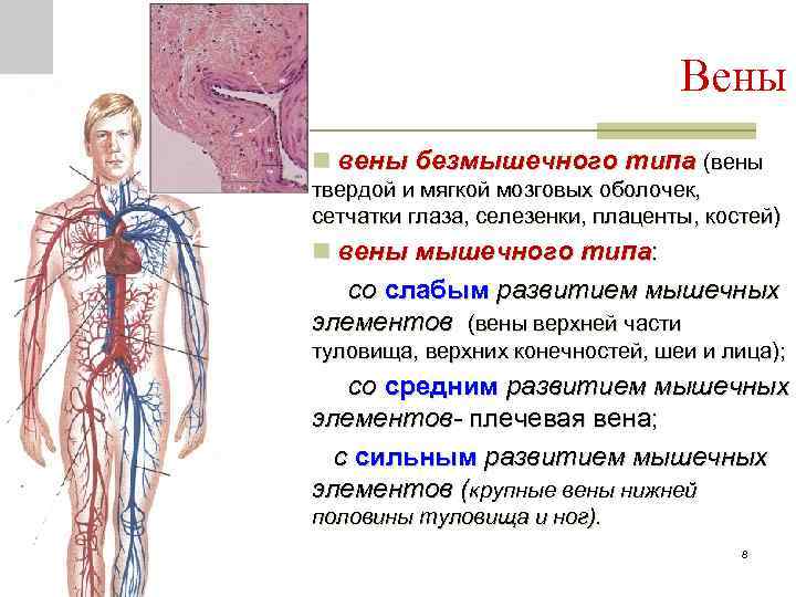 Вены n вены безмышечного типа (вены твердой и мягкой мозговых оболочек, сетчатки глаза, селезенки,