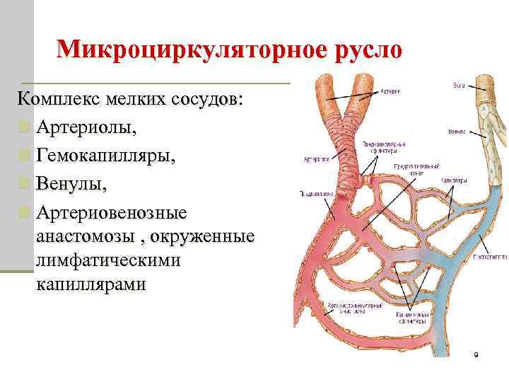 Микроциркуляторное русло Комплекс мелких сосудов: n Артериолы, n Гемокапилляры, n Венулы, n Артериовенозные анастомозы