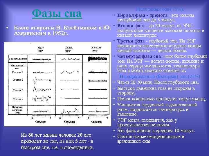 Фазы сна • • Были открыты Н. Клейтманом и Ю. • Азеринским в 1952