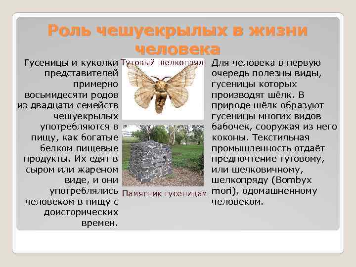 Роль чешуекрылых в жизни человека Гусеницы и куколки Тутовый шелкопряд представителей примерно восьмидесяти родов