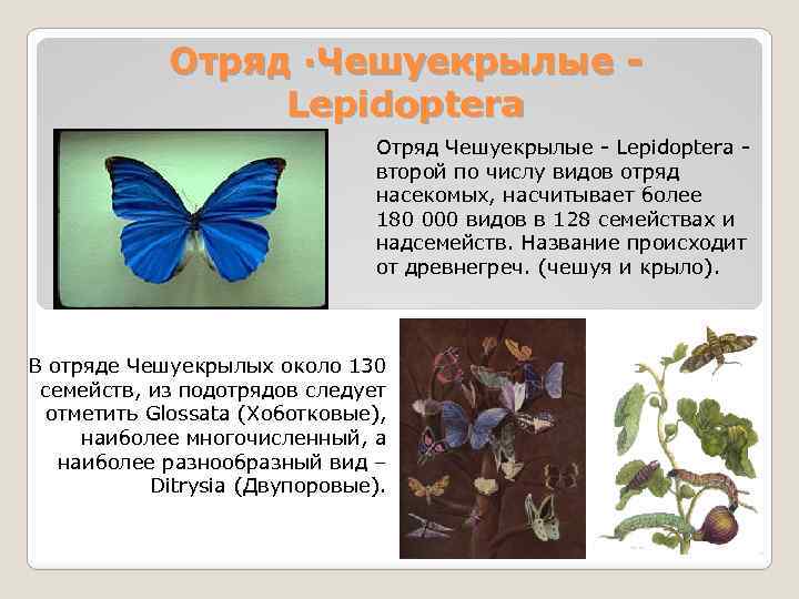Бабочек какое число. Отряд чешуекрылые класс бабочки. Представители чешуекрылых насекомых. Чешуекрылые бабочки представители. Чешуекрылые презентация.