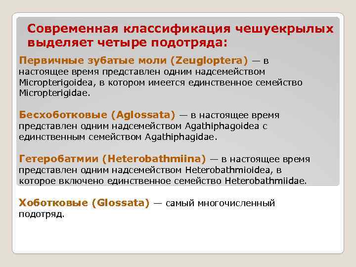 Современная классификация чешуекрылых выделяет четыре подотряда: Первичные зубатые моли (Zeugloptera) — в настоящее время