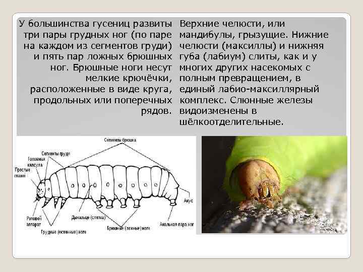 У большинства гусениц развиты три пары грудных ног (по паре на каждом из сегментов