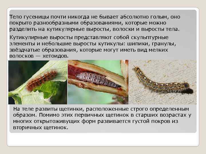Тело гусеницы почти никогда не бывает абсолютно голым, оно покрыто разнообразными образованиями, которые можно