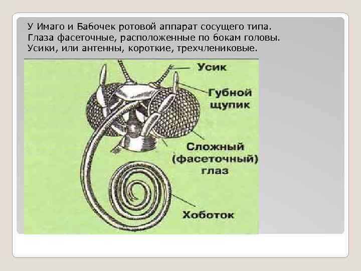 У Имаго и Бабочек ротовой аппарат сосущего типа. Глаза фасеточные, расположенные по бокам головы.