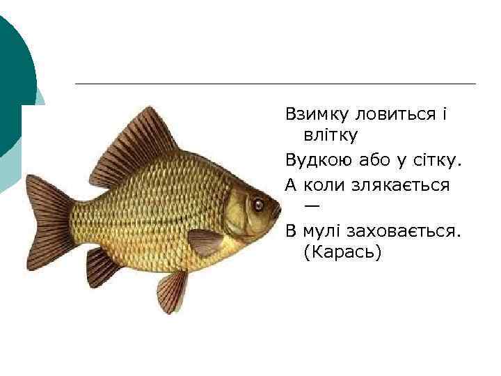 Взимку ловиться і влітку Вудкою або у сітку. А коли злякається — В мулі