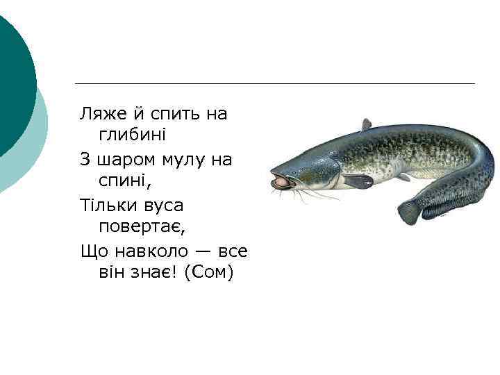 Ляже й спить на глибині З шаром мулу на спині, Тільки вуса повертає, Що