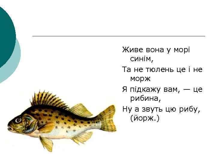 Живе вона у морі синім, Та не тюлень це і не морж Я підкажу