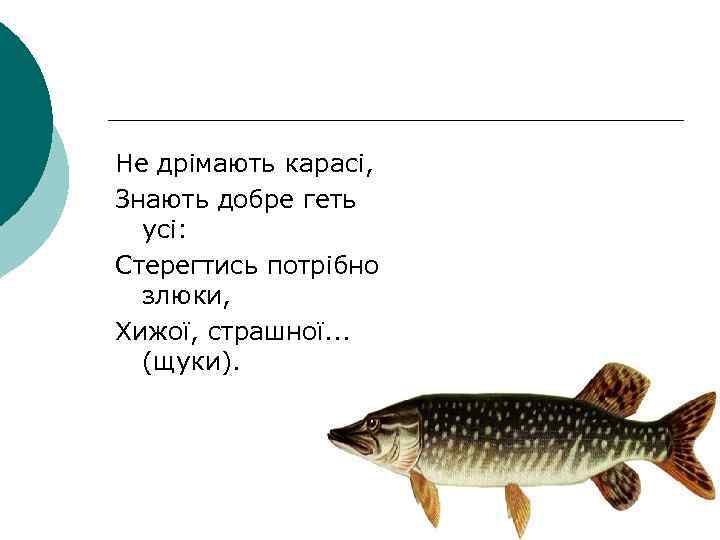 Не дрімають карасі, Знають добре геть усі: Стерегтись потрібно злюки, Хижої, страшної. . .