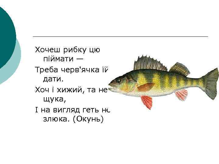 Хочеш рибку цю піймати — Треба черв'ячка їй дати. Хоч і хижий, та не