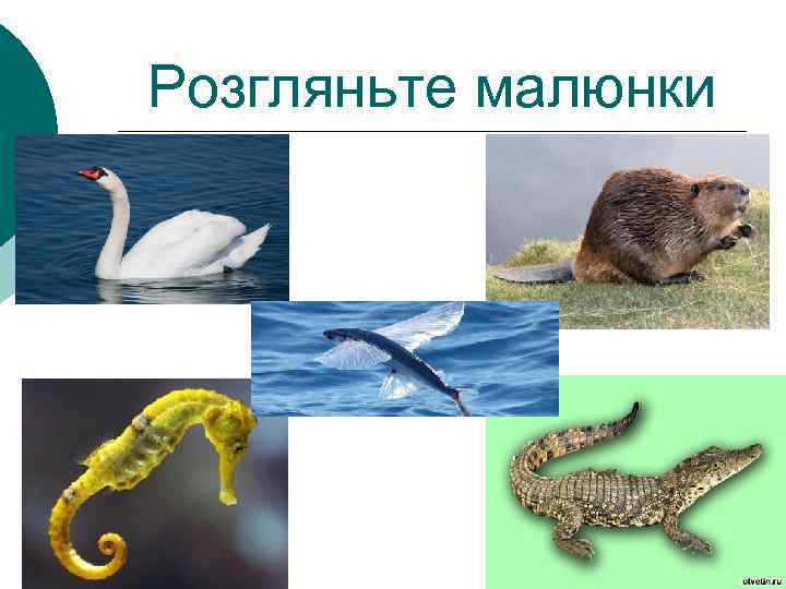 Розгляньте малюнки 