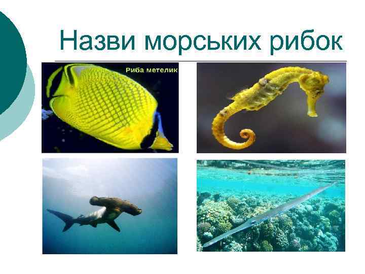 Назви морських рибок 