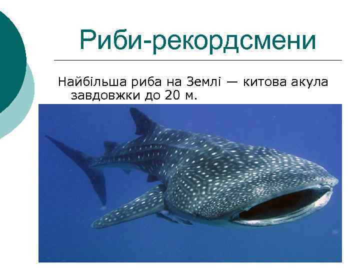 Риби-рекордсмени Найбільша риба на Землі — китова акула завдовжки до 20 м. 