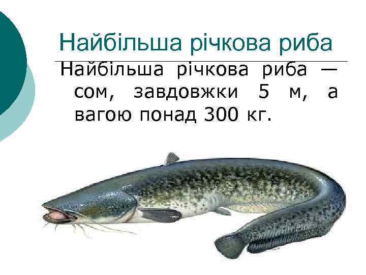 Найбільша річкова риба — сом, завдовжки 5 м, а вагою понад 300 кг. 