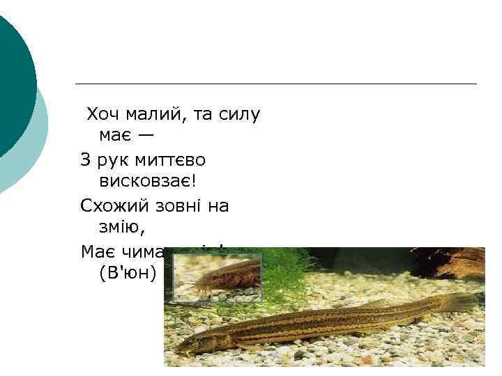 Хоч малий, та силу має — З рук миттєво висковзає! Схожий зовні на змію,