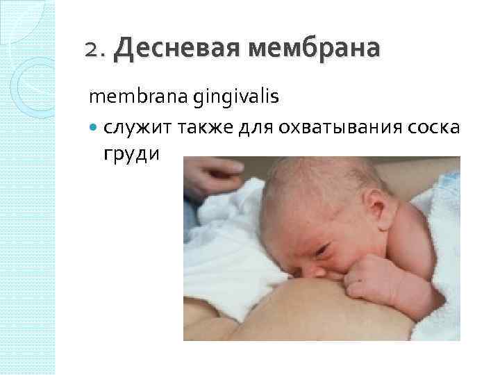 2. Десневая мембрана membrana gingivalis служит также для охватывания соска груди 