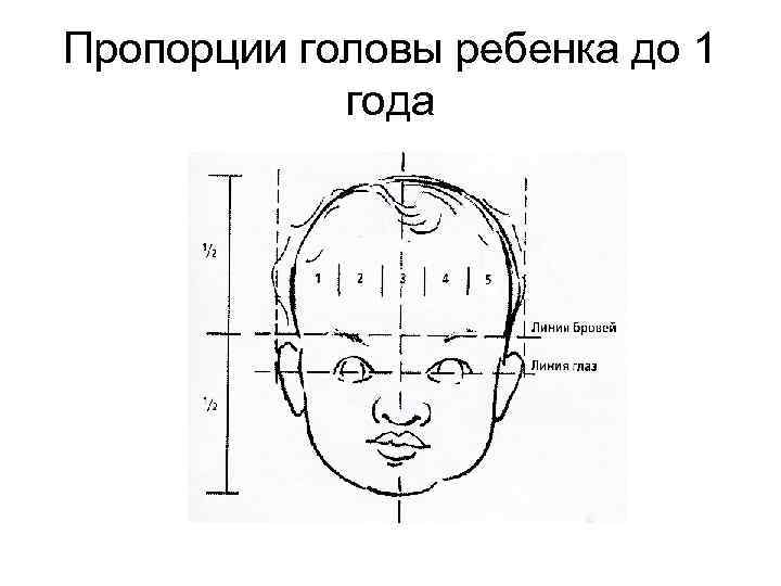 Пропорции головы